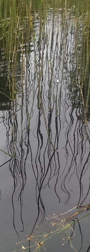 Gougane Barra Reeds In Water